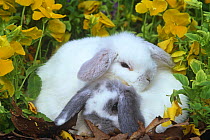 Holland lop eared rabbits {Oryctolagus sp} amongst Pansies, USA