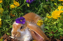 English lop eared rabbit {Oryctolagus sp} amongst Pansies, USA