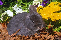 Netherland dwarf rabbit {Oryctolagus sp} amongst flowers, USA