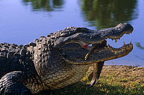 American alligator {Alligator mississippiensis} feeding on Gar fish, Florida, USA