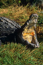 American crocodile with jaws wide open {Crocodylus acutus} Florida, USA