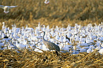 Sandhill crane {Grus canadensis} amongst Snow geese {Anser caerulescens} NM, USA
