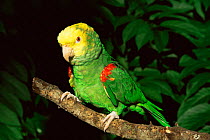 Yellow headed amazon parrot {Amazona oratrix tresmariae} captive