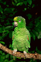 Mealy amazon parrot {Amazona farinosa} captive