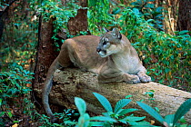 Puma / Florida panther resting on log {Felis concolor} Florida, USA, captive