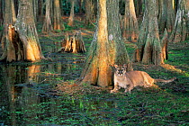 Puma / Florida panther {Felis concolor} in bald cypress habitat, Florida, USA, captive
