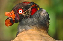 King vulture portrait {Sarcorhamphus papa} captive