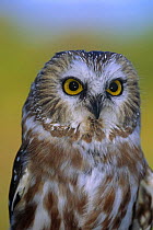 Northern saw-whet owl {Aegolius acadicus} captive