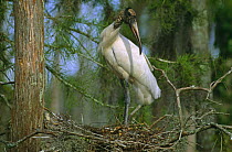American wood ibis / stork at nest {Mycteria americana} Florida, USA,