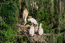 American wood ibis / stork with chicks at nest {Mycteria americana} Florida, USA,