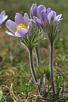 Eastern pasque flowers {Pulsatilla patens} growing at 8,500 ft, Montana, USA