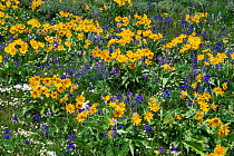 Wildflower meadow with Mules-ears {Wyethia amplexicaulis} and Lupins {Lupinus sp} Montana, USA