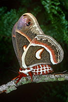 Cecropia moth {Hyalophora cecropia} captive