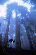 Coast Giant redwood trees {Sequoia sempervirens} in the fog, Del Norte State Park, California, USA. Tallest trees in the world.