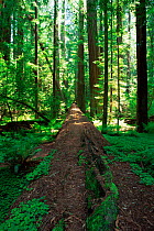 View along the fallen log of a Coast Giant redwood trees {Sequoia sempervirens}  Redwood NP, California, USA. Tallest trees in the world.