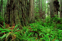 Coast Giant redwood trees {Sequoia sempervirens} and ferns in Redwood NP, California, USA.