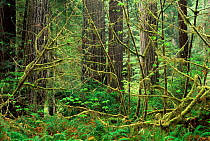 Old growth forest with Coast Giant redwood trees {Sequoia sempervirens}, lichen, moss and ferns, Redwood NP, California, USA.