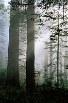 Coast Giant redwood trees {Sequoia sempervirens} in the fog, Del Norte State Park, California, USA. Tallest trees in the world.