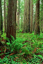 Coast Giant redwood trees {Sequoia sempervirens} Sorrel and ferns, Humboldt State Park, California, USA