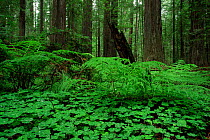 Redwood sorrel {Oxalis oregana} and ferns on forest floor of Coast Giant redwood trees {Sequoia sempervirens} Humboldt State Park, California, USA