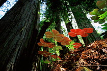 Redwood sorrel {Oxalis oregana} on forest floor beneath Coast Giant redwood trees {Sequoia sempervirens} Humboldt State Park, California, USA