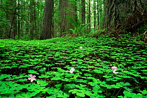 Redwood sorrel {Oxalis oregana} flowering on forest floor beneath Coast Giant redwood trees {Sequoia sempervirens} Humboldt State Park, California, USA