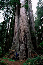 Man beside three trunked Coast Giant redwood tree {Sequoia sempervirens} Prairie Crekk Park, California, USA