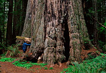 Man beside three trunked Coast Giant redwood tree {Sequoia sempervirens} Prairie Crekk Park, California, USA