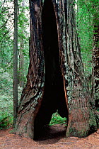 Coast Giant redwood tree {Sequoia sempervirens} hollowed out by fire but still alive, Redwood NP, California, USA