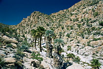 Desert landscape with California palm {Washingtonia sp} and Mexican Blue palm {Brahea armata} near Catavinia, Baja, Mexico