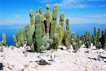 Blue footed boobies {Sula nebouxii} nesting beside large cactus, San Pedro Matir Island, Gulf of California, Baja, Mexico