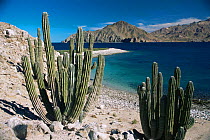 Cordon cactus {Pachycereus pringlei} Guardian Angel Island, Gulf of California, Baja, Mexico