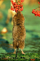 Water vole {Arvicola terrestris} standing up to reach overhanging berries, Cromford Canal, Derbyshire, UK sequence 4/4
