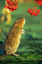 Water vole {Arvicola terrestris} standing up to reach overhanging berries, Cromford Canal, Derbyshire, UK sequence 1/4