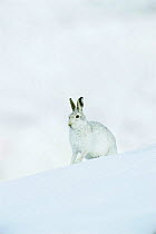 Mountain hare {Lepus timidus} camouflaged on snow in winter coat, Peak District NP, Derbyshire, UK