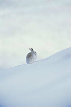 Mountain hare {Lepus timidus} camouflaged on snow in winter coat, Peak District NP, Derbyshire, UK