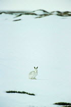 Mountain hare {Lepus timidus} camouflaged on snow, Monadhliath Mountains, Scotland, UK