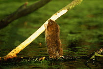 Water vole {Arvicola terrestris} stretching up to feed on bark, Cromford Canal, Derbyshire, UK