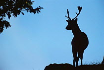 Fallow deer {Dama dama} stag silhouette at dawn, Leicestershire, UK