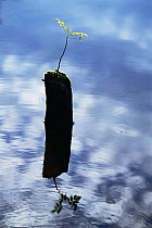 Ash tree sapling {Fraxinus excelsior} growing from post in a lake, Derbyshire, UK