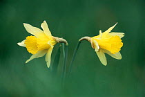 Wild daffodil flowers {Narcissus pseudonarcissus} Derbyshire, UK