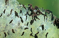 Tadpoles of Common frog hatching from frogspawn {Rana temporaria} sequence 5/6