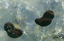 Embryos of Common frog developing within frogspawn {Rana temporaria} sequence 4/6