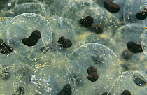 Embryos of Common frog developing within frogspawn {Rana temporaria} sequence 3/6