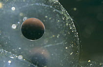 Embryo of Common frog within frogspawn {Rana temporaria} sequence 2/6
