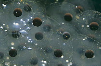 Frogspawn of Common frog {Rana temporaria} sequence 1/6