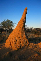 {Macrotermes sp} termite mound, Namibia