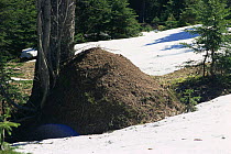 Wood ant nest in snow {Formica paralugubris} Jura mountains, Switzerland, heat from the mound melts the surrounding snow.