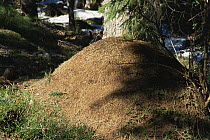 Wood ant nest {Formica paralugubris} Jura mountains, Switzerland