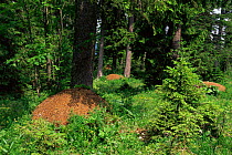 Wood ant nests from supercolony of 1500 interconnected nests {Formica paralugubris} Jura mountains, Switzerland